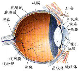 眼球结构